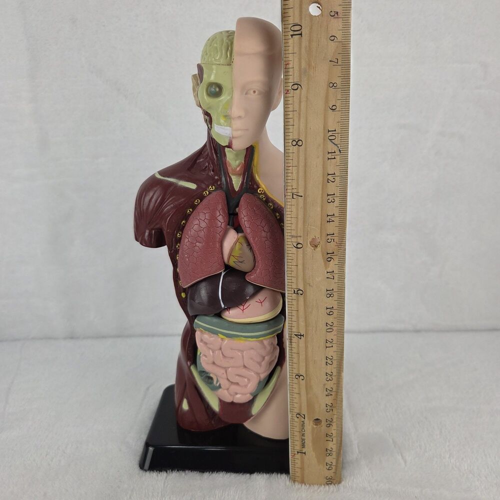 Lakeshore Fascinating Facts Human Body Game Anatomy Model Complete 2013 GG114 - Picture 9 of 13